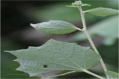 Urena lobata subsp. lobata